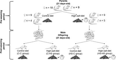 High-Salt Diet in the Pre- and Postweaning Periods Leads to Amygdala Oxidative Stress and Changes in Locomotion and Anxiety-Like Behaviors of Male Wistar Rats